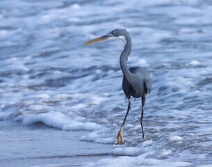 Egret on the beach. Egretta gularis. Waterbird. Seabird. Western reef heron. Western reef egret.

