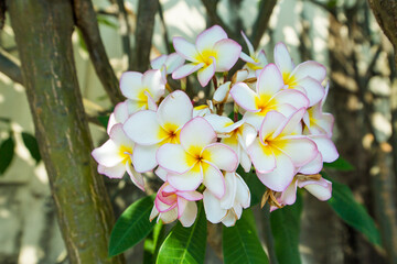 Obraz na płótnie Canvas Frangipani flowers on the tree, focus selective.
