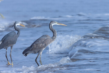 Egret on the beach. Waterbird. Seabird. Egretta gularis. Western reef heron. Western reef egret.
