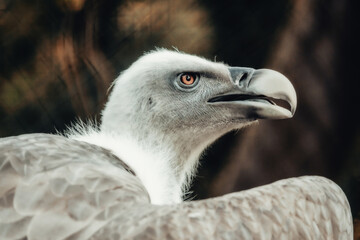 portrait of a vulture