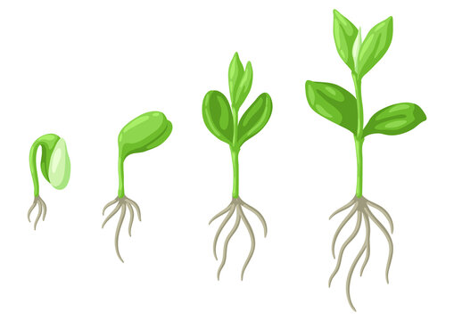 Young green sprouts germination stages. Agricultural planting illustration.