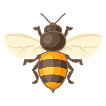 Illustration of honey bee. Image for food and agricultural industry.