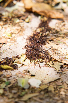 Army Of Driver Ants Between Leaves And Sand