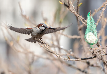 Wild sparrow flying to a fat ball hanging from a tree branch.