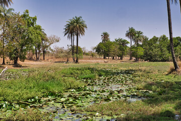 pond in dry Gambian countryside