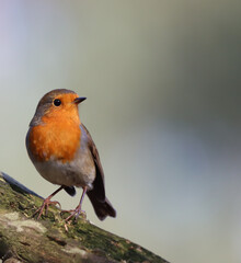 Robin on a Branch