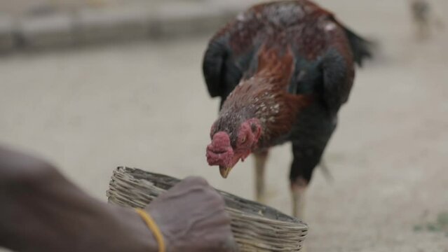 Chicken feeds on hand, Natural organic farming concept,Native chicken, The farmer hand-feeds his hens with grain, Fighting cock, The farmer's poultry yard.