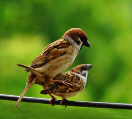 Sparrows mating, wild bird sparrows, Male and female sparrow pairing.