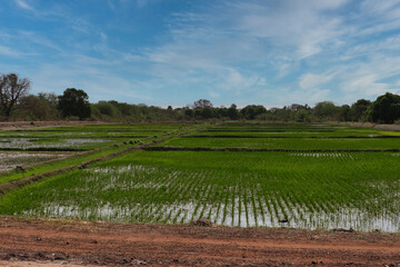 Rice field in west African country the Gambia