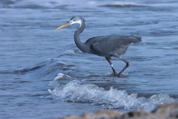 Western reef heron. Western reef egret. Egret on the beach. Seabird. Waterbird.