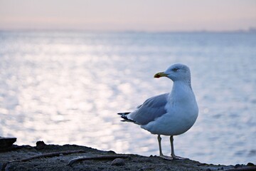 A seagull