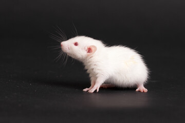 white baby rat