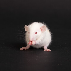 small baby rat on black background