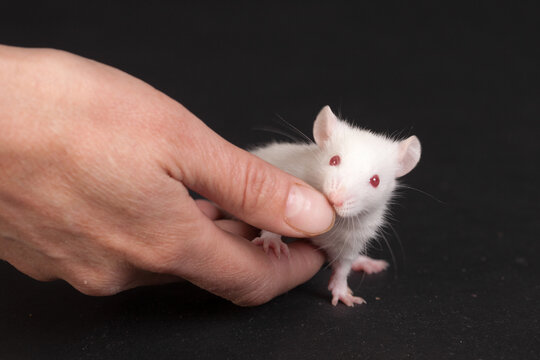 baby rat and human hand
