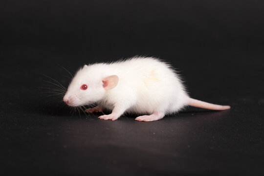 albino baby rat