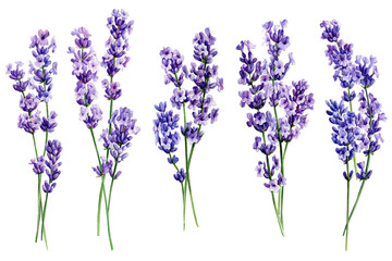 Lavender flowers on isolated white background, watercolor illustration, hand drawn