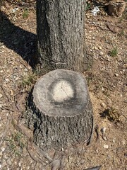 Tree bark texture
