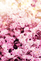 Jasmine flowers bloom in the garden.