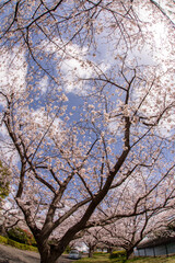 横浜市工場地帯の桜満開