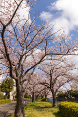 Fototapeta premium 横浜市工場地帯の桜満開