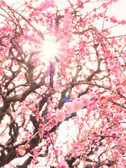 満開の梅の花の隙間から差し込む太陽の光
