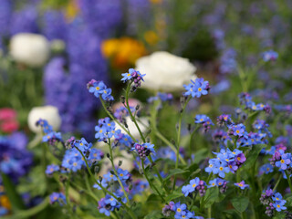 Forget me not flower