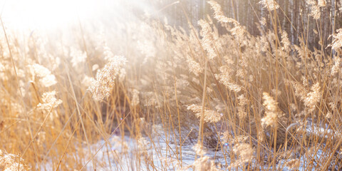 Dry reed on the lake. Golden reed grass in spring in the sun. Abstract natural panoramic background. Backlit long grass