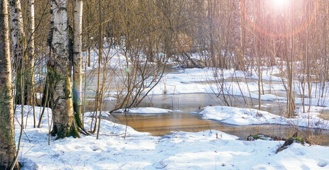 Flooding of the forest during the melting of snow in early spring, high water panoramic landscape, sunlight