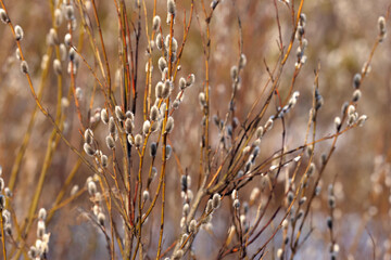 River bank in the spring season, willow bush, easter. Nature background