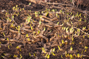 Strong and powerful tubers of the iris flower with shoots. Rhizome in early spring, texture of roots