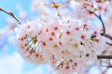 卒業、入学、花見シーズンに満開に咲き誇る春の桜