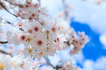 卒業、入学、花見シーズンに満開に咲き誇る春の桜