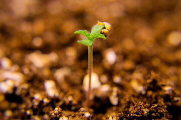 Female cannabis seed, in its first week of germination, Medical marijuana showing first leaf set, seed shell hanging from the cotyledon. Pot growing in a grow tent. Seed germination leading into veg - obrazy, fototapety, plakaty