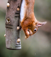 Red Squirrel on a bird feeder