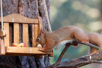 Red Squirrel 