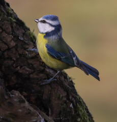 Blue Tit on tree