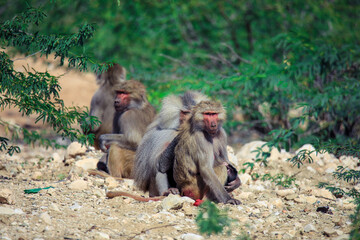 Hamadryas baboon Family on the Road to the Laas Geel rocks, Somaliland