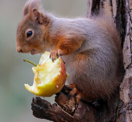 Red Squirrel eating