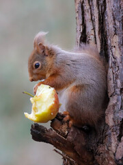 Red Squirrel eating an apple
