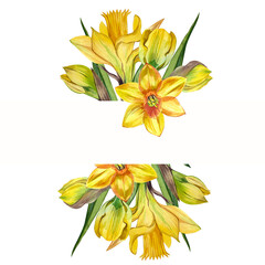 Fototapeta na wymiar A composition of watercolor spring flowers, daffodils and yellow tulips on a white background.