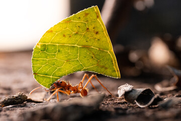 Macro of an ant