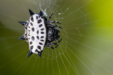 Close up of a Spider