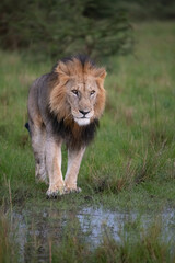 Obraz na płótnie Canvas Male lion in the wild savannah