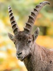 Alpensteinbock im Herbst, Naturpark Almenland, Steiermark, Österreich (Capra Ibex)