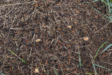 Fototapeta premium Wood Ant Anthill. Close-up of the army of red ants crawling in the nest, made from branches, seeds and straw