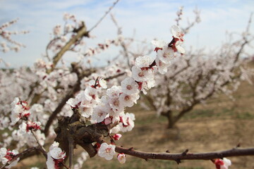 peach blossom in spring