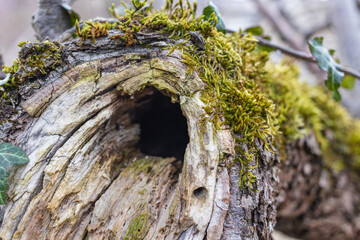 Tree hollow in the old moss-covered stump, located in a large forest, close, Background