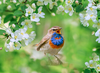male varakushka bird sits on a tree in a spring garden among the flowering branches of an apple...
