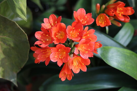 Beautiful clivia miniata flower and foliage native to in New Zealand