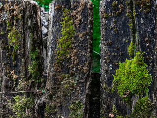 Element of old dirty wooden texture in moss frame